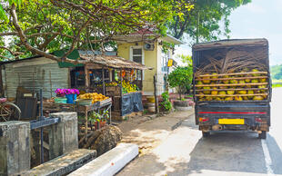 Lastwagen voller Kokosnüsse