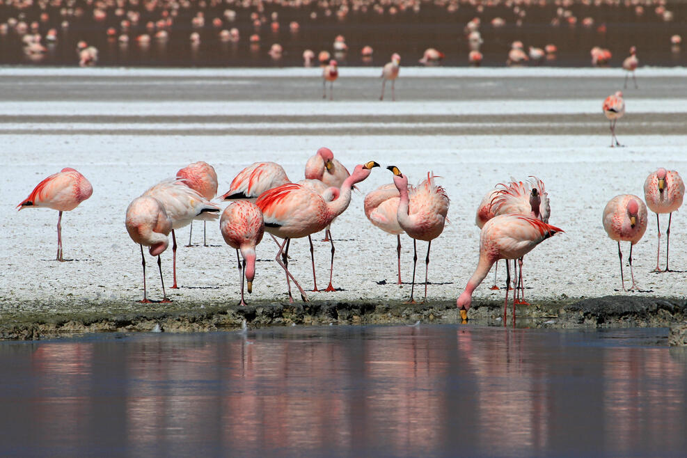 Anden Flamingos