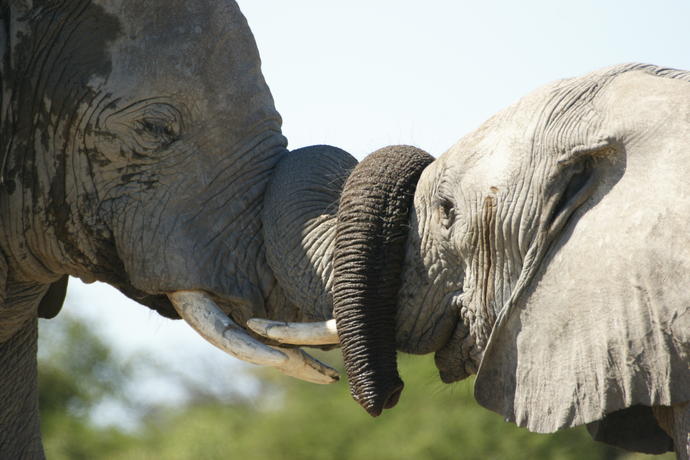 Elefanten im Etosha Park 
