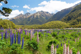 Landschaft im Fiordland National Park 
