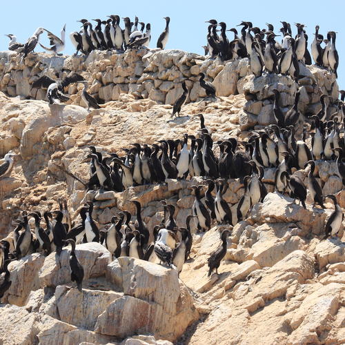 Pinguine auf den Ballestas Inseln