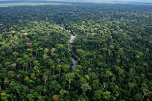 Amazonas Regenwald 