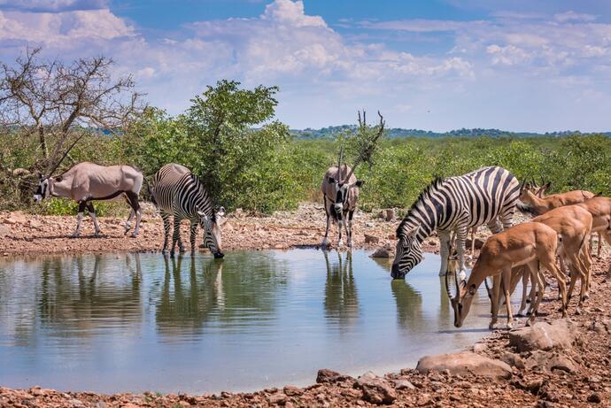 Zu sehen ist ein Wasserloch im Etosha-Nationalpark, Namibia, umgeben von trockener Savannenlandschaft. Verschiedene Tiere, darunter Zebras, Elefanten und Antilopen.