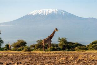 Giraffe vor dem Kilimanjaro