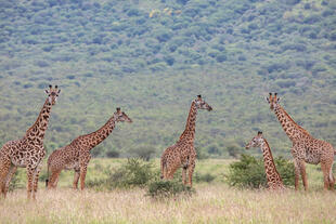 Giraffen im Mkomazi Nationalpark