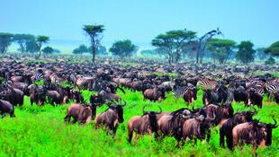 Große Tierherde im Masai Mara Nationalpark