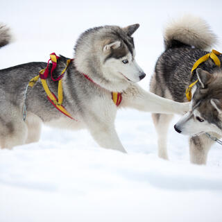 Huskys
