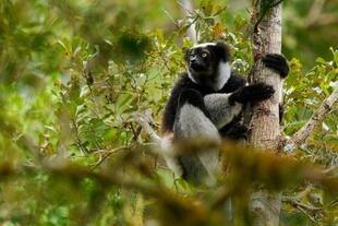 Indri-Lemur