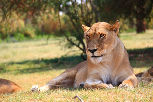 Löwin in der Nähe von Johannesburg 