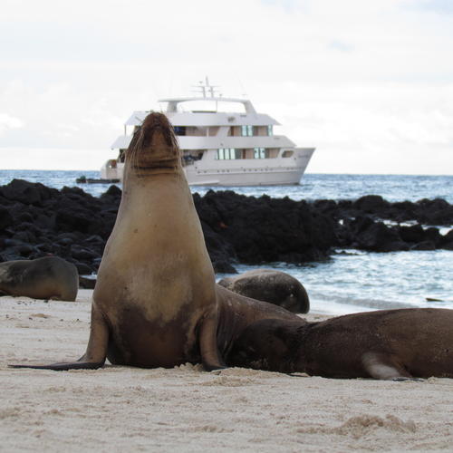 Seelöwen auf den Galapagosinseln