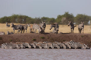 badende Zebras