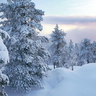 Bäume im Schnee