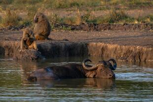 Büffel im Lake Mburo Nationalpark