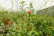 Rosenfarm in Cayambe