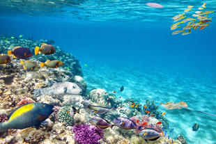 Unterwasserwelt am Great Barrier Reef 