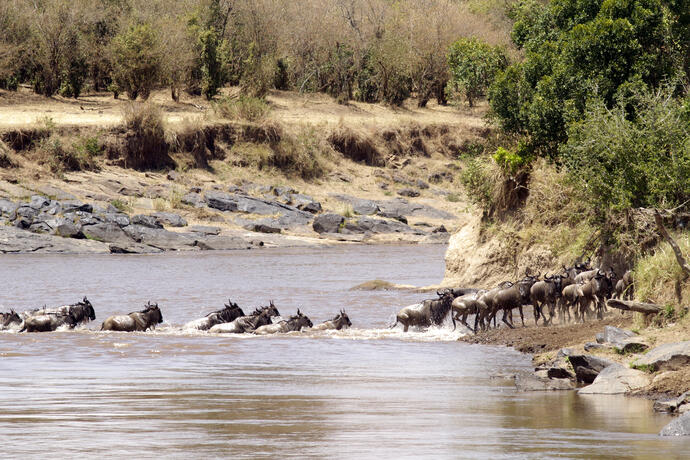 Wasserbüffel Flussdurchquerung