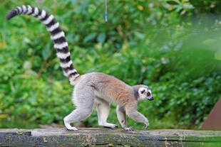 Lemur in der Natur von Madagaskar