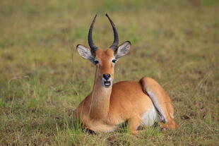 Wasserbock im Queen Elizabeth Nationalpark 