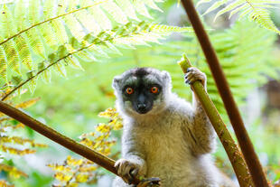 brauner Lemur im Analamazaotra Nationalpark 