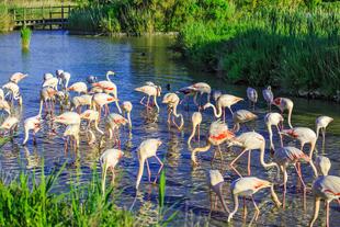 Camargue - die größte Brutstätte von Flamingos in Europa