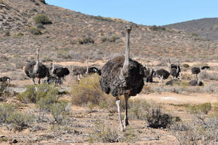 Straußenfarm in Oudtshoorn