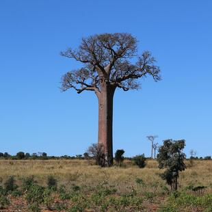 Typisch für Madagaskar: Riesige Baobab-Bäume.