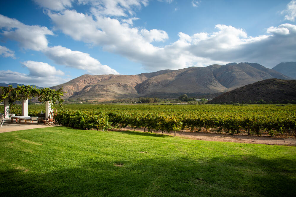 Weinberg in Montagu