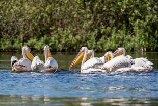 Vögel auf der Donau bei Flussfahrt