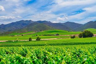 Wine Valley in Robertson