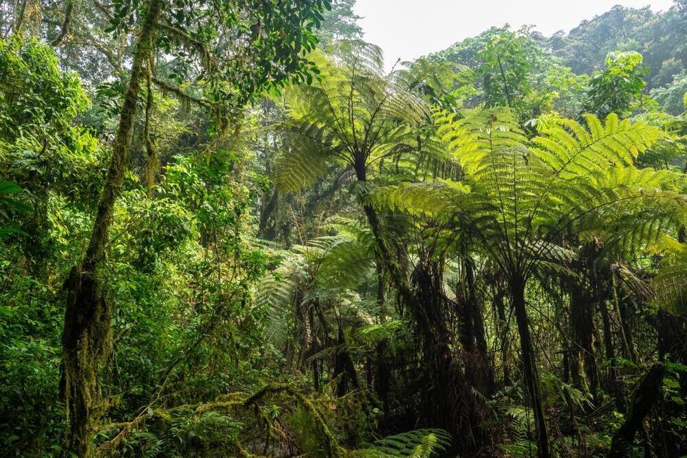 Bwindi Regenwald 
