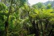 Bwindi Regenwald