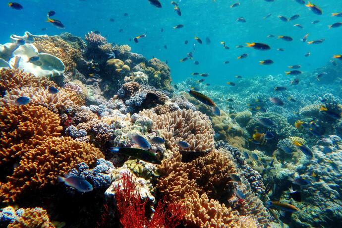 Blick auf das Great Barrier Reef auf einer Australien Reise mit SKR