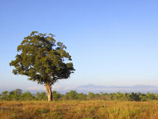 Morgengrauen im Udawalawe Nationalpark