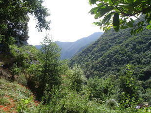 Typische Landschaft Madeiras
