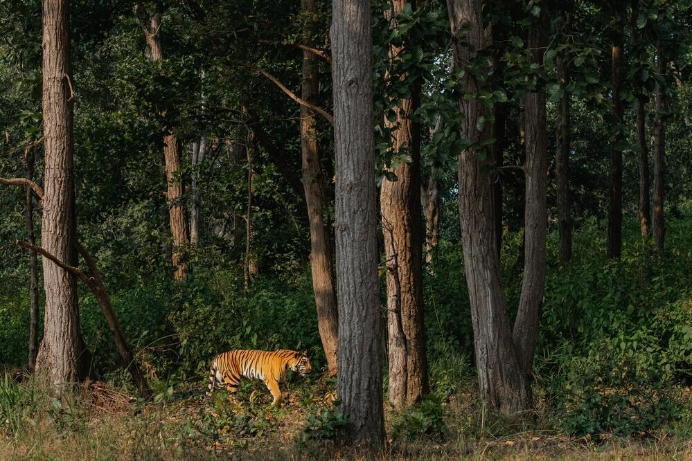 Bengalischer Tiger im Kanha Nationalpark 
