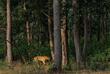 Bengalischer Tiger im Kanha Nationalpark