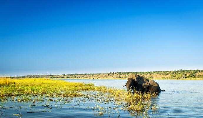 Elefant im Chobe River