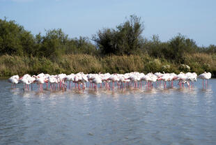 Flamingos in der Camargue