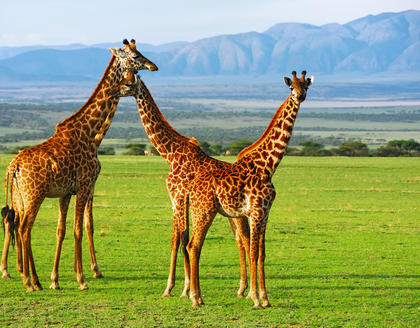Giraffen am Ngorongoro-Krater