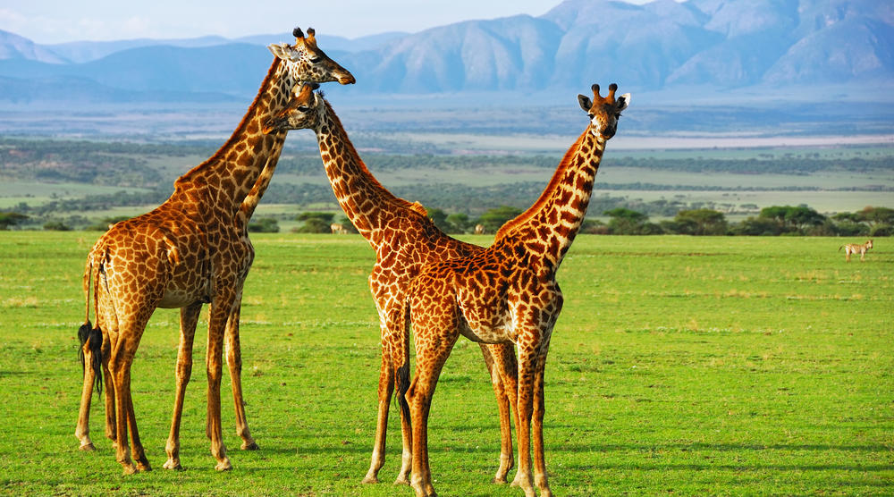 Giraffen am Ngorongoro-Krater