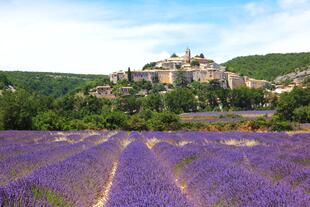 Lavendelblüte vor einem typischen Dorf in der Provence