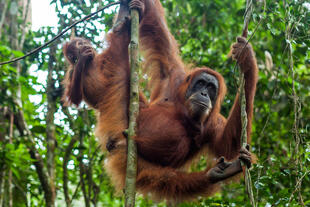 Orang Utan in Sumatra