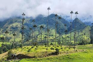 Wachspalmen im Cocora-Tal