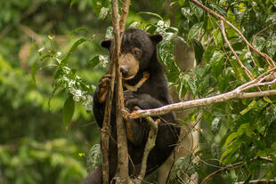 Sun Bear im Conservation Centre