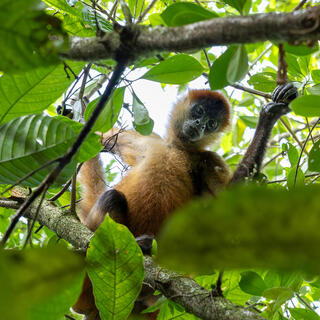Ein Affe im Dschungel von Costa Rica