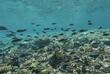 Korallenriff im Coiba Nationalpark