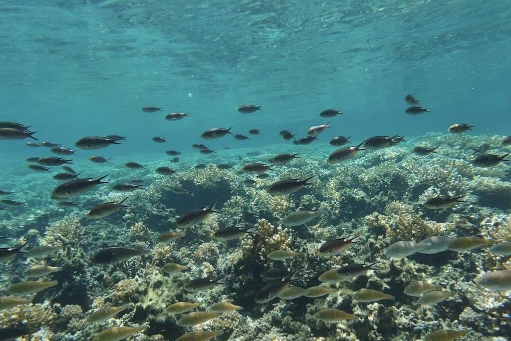 Korallenriff im Coiba Nationalpark