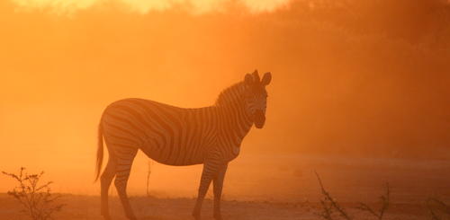Zebra im Sonnenuntergang 