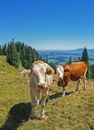 Allgäuer Wiesenlanschaft; Bergkuehe 
