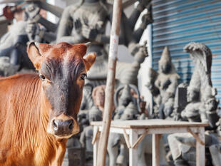 Kuh in Mahabalipuram